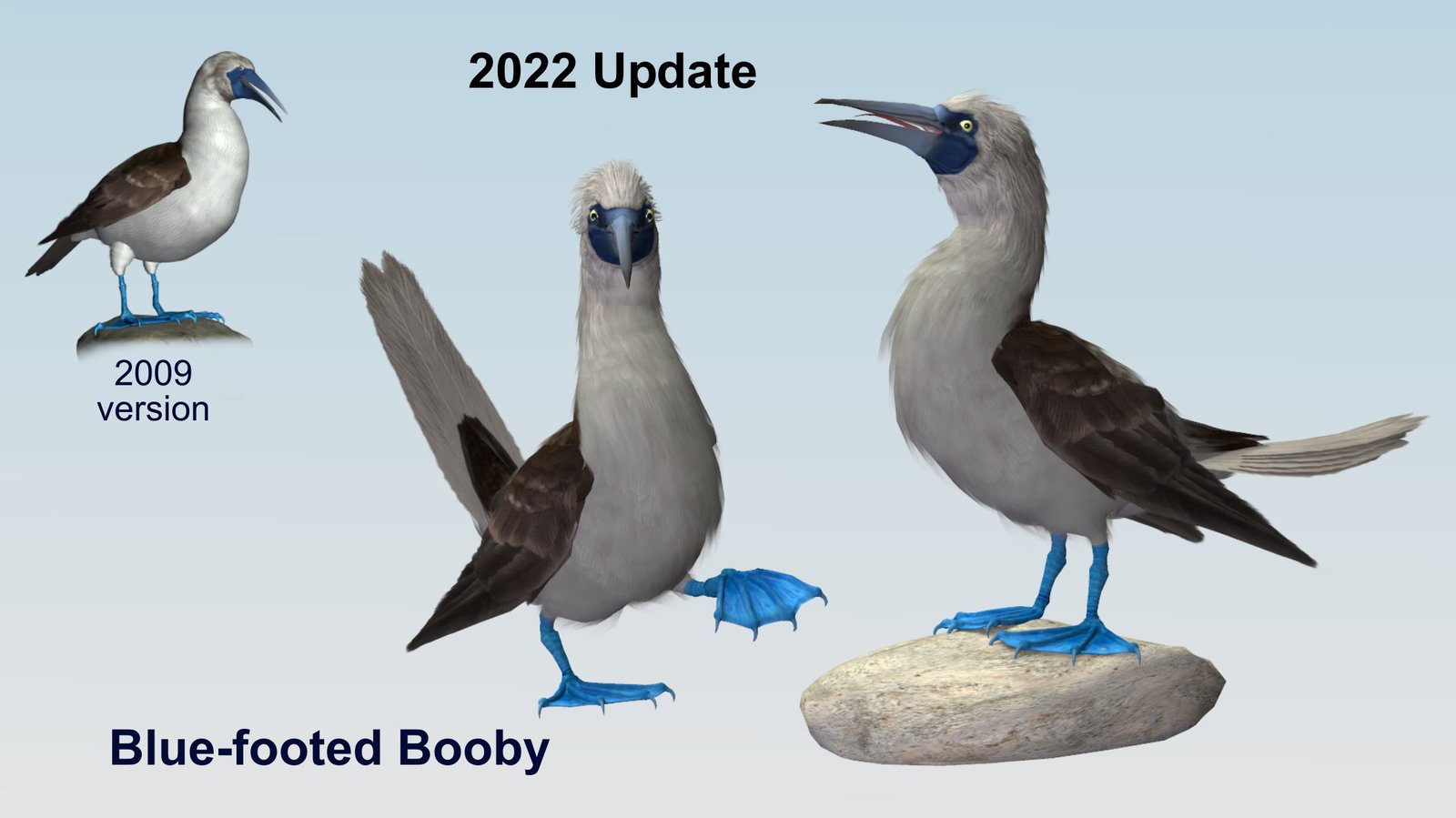 Blue-footed booby.jpg