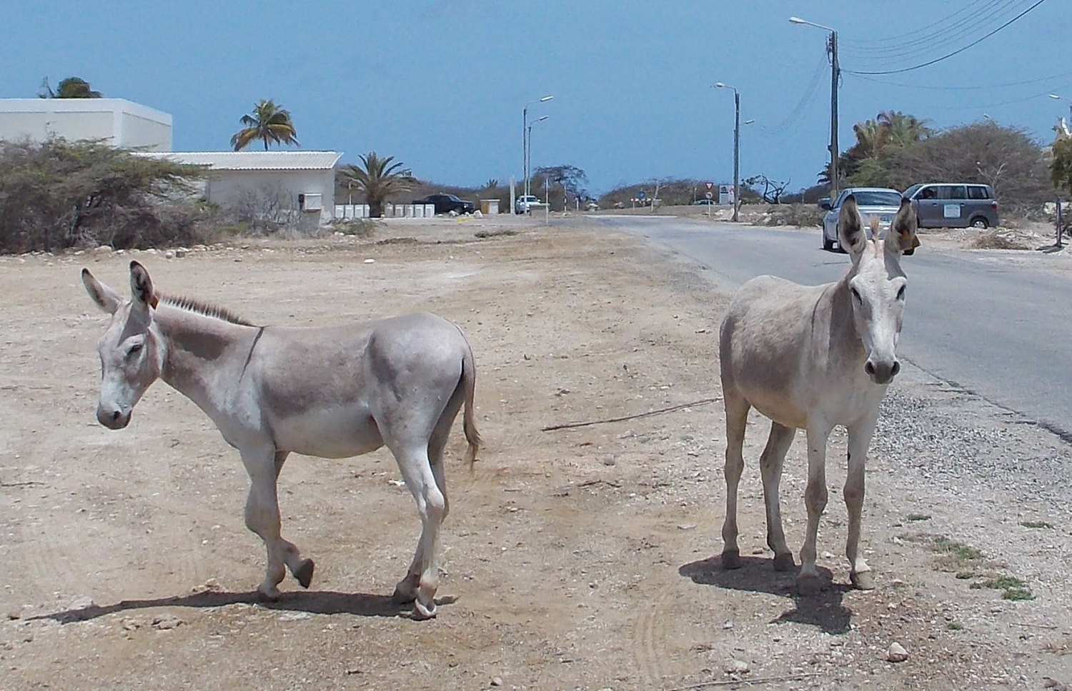 Bonaire's_Critically-Endangered_Nubian_Wild_Ass small.jpg