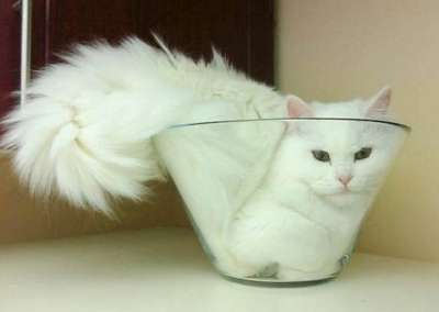 bowl---cat2.jpg