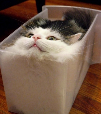 boxed--cat.jpg