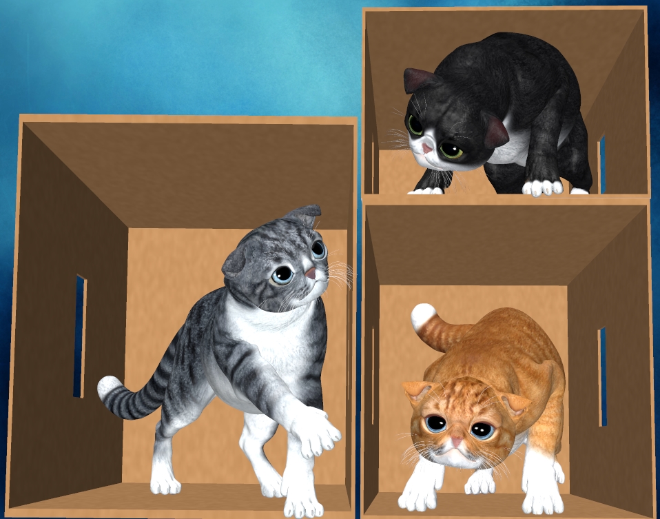 BOXED KITTIES.jpg
