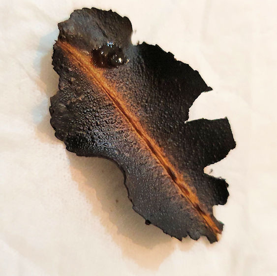 Burnt Leaf3.jpg