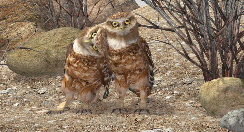 burrowingowls1.jpg