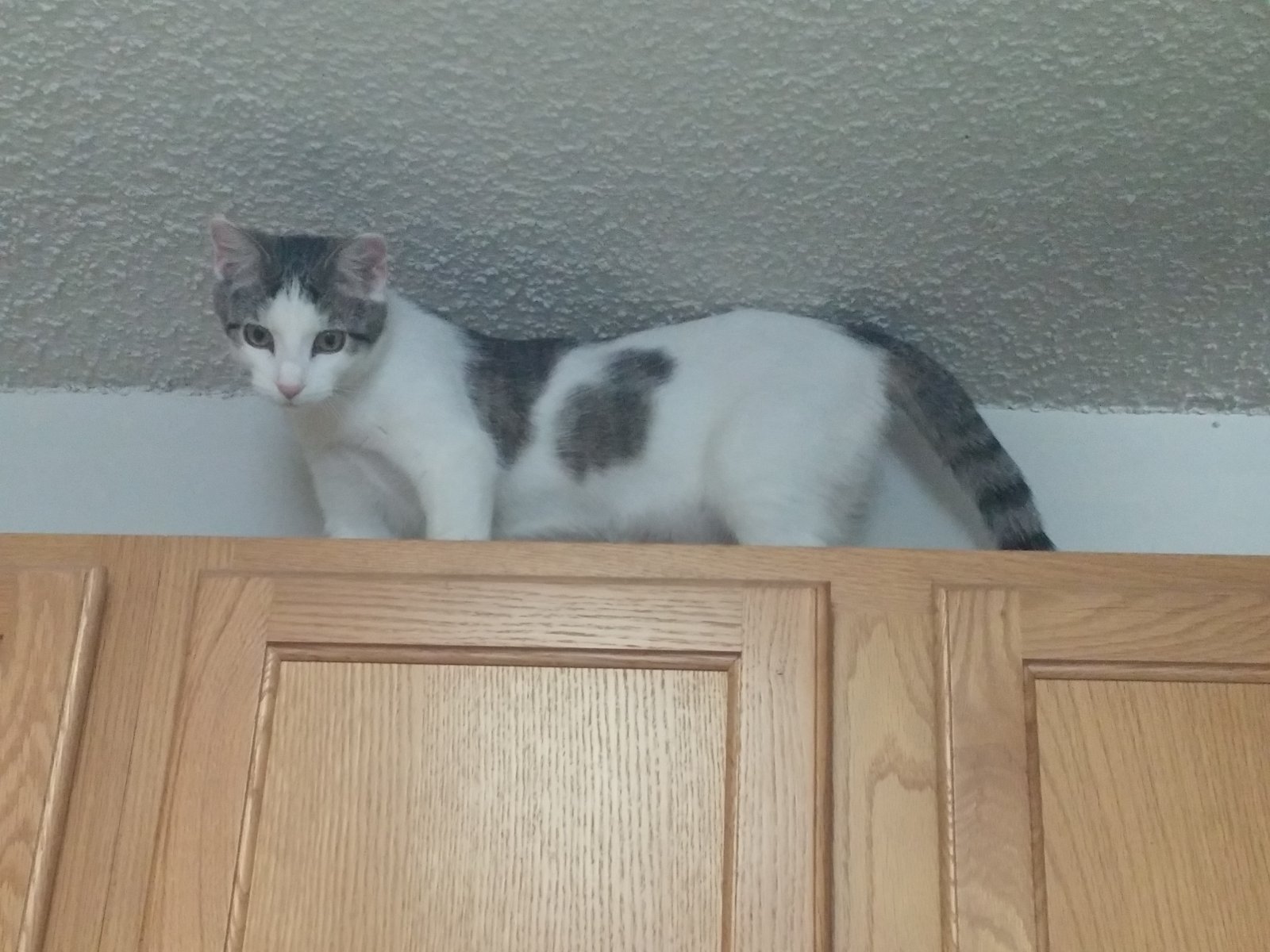 Cabinet Kitty.jpg