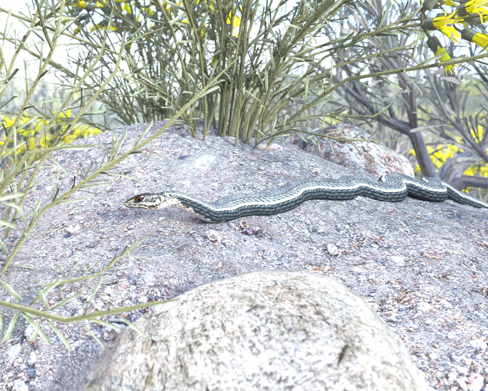 California Whipsnake.jpg