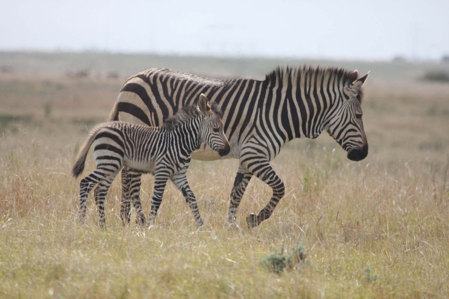 Cape_Mountain_Zebra_and_Young small.jpg
