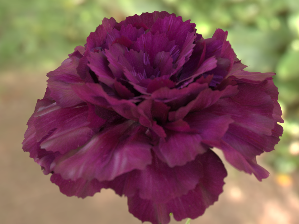 Carnation closeup.png