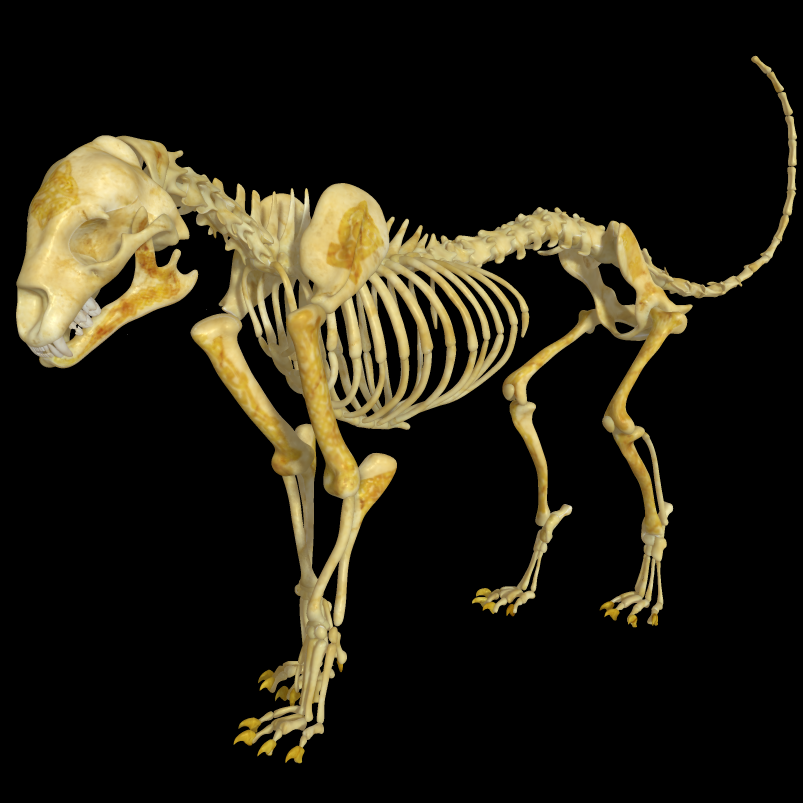 CarvedBone.png