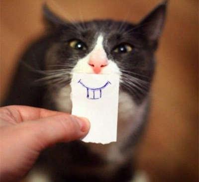 cat-face.jpg