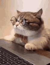 cat---glasses---laptop.gif