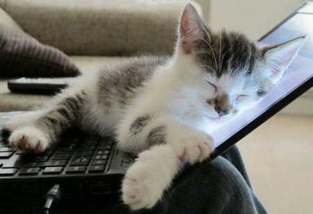 cat---napping.jpg