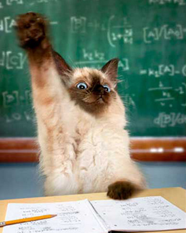 cat-raising-hand.jpg