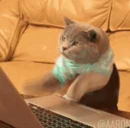 cat---typing.gif