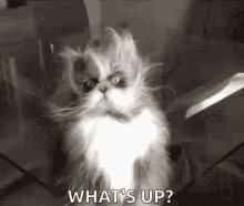 cat-whats-up.gif