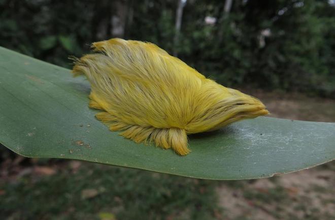 caterpillar-trump-hair.jpg