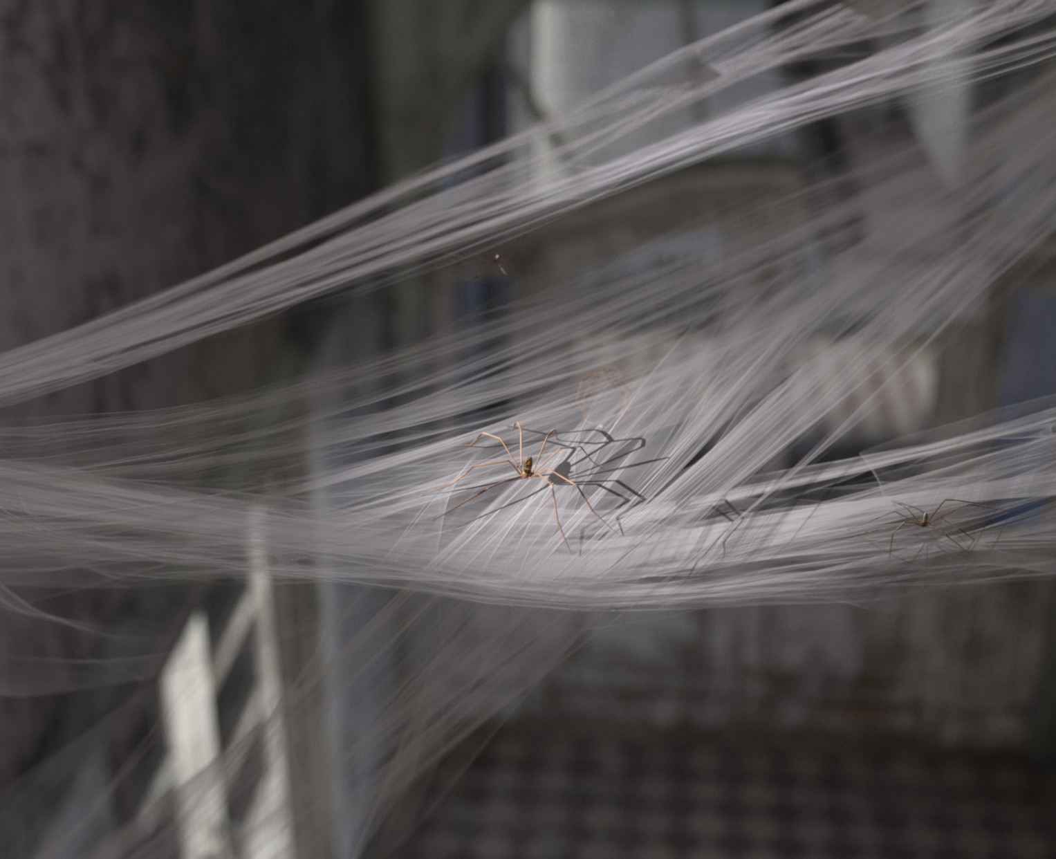 Cellar Spiders.jpg