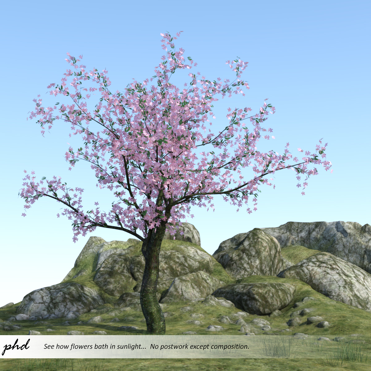 Cherry spring profusion.jpg