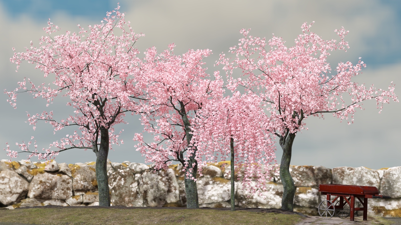 Cherry trees - Spring rain is coming_phd3d.jpg