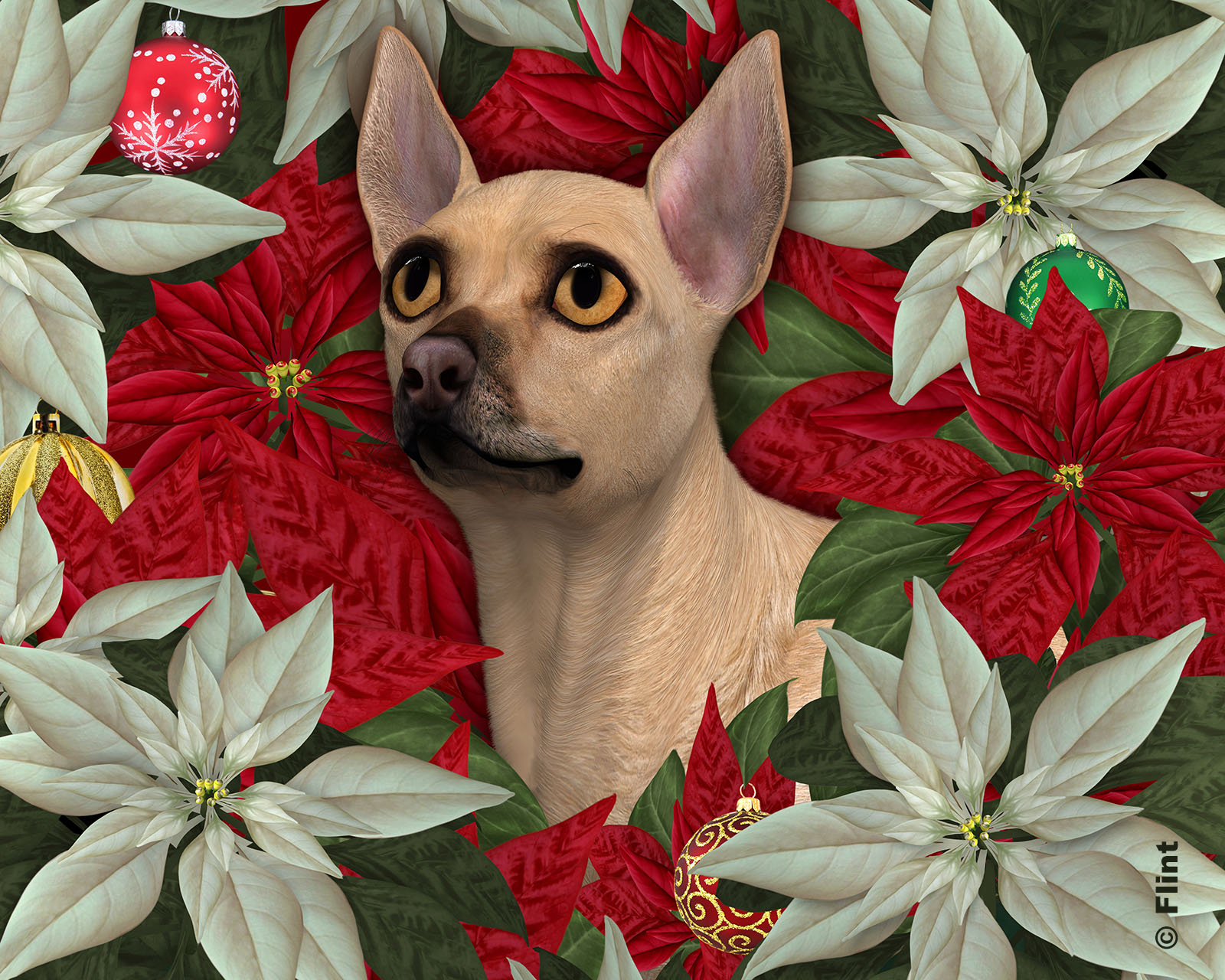 Chihuahua Christmas.jpg