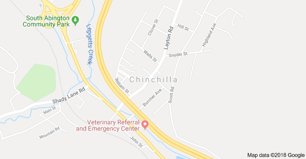 Chinchilla USA.png