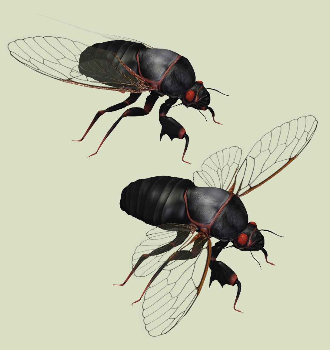 Cicadawip.jpg