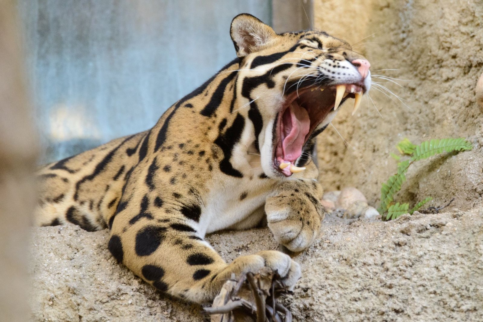 Clouded_Leopard_Mouth_Open_(Small).jpg