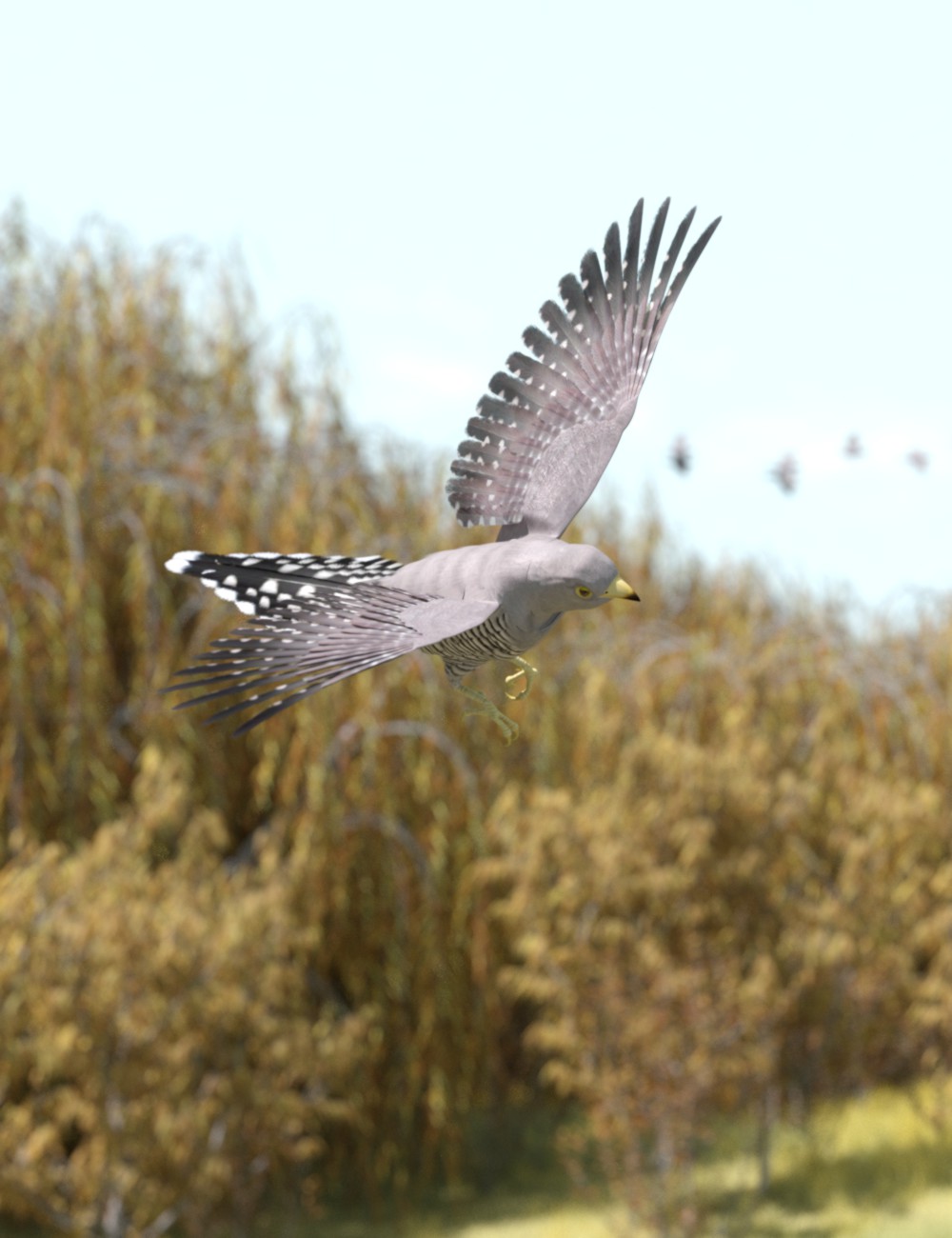 common cuckoo.jpg