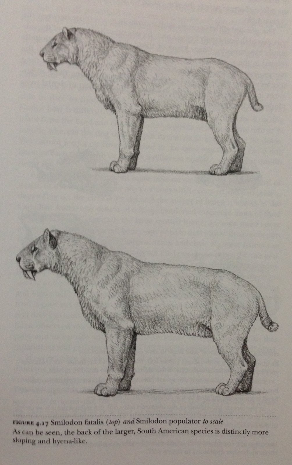 Comparative sizes of Smilodon.jpg