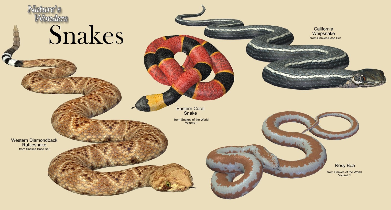 Coral Snakes.jpg