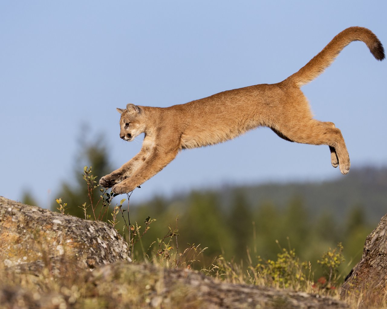 cougar-jumping-felid-wild-animal-mammalia-carnivora-wilderness-wildlife-1280x1024.jpg