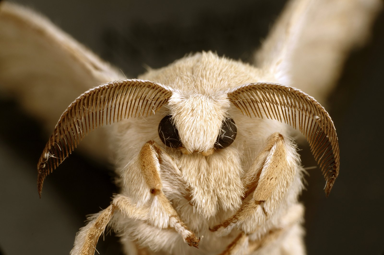 CSIRO_ScienceImage_10746_An_adult_silkworm_moth.jpg