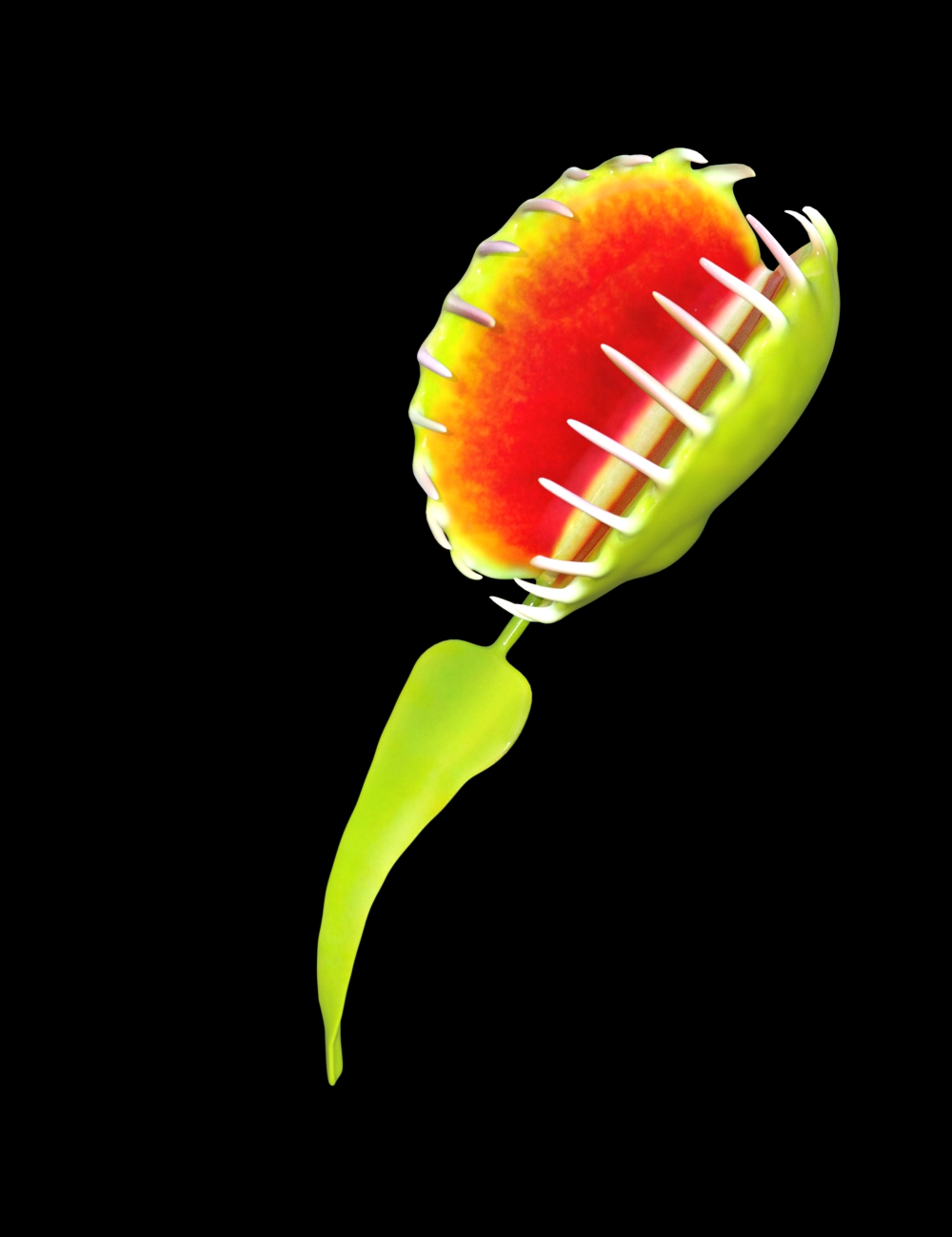 current venus flytrap.jpg