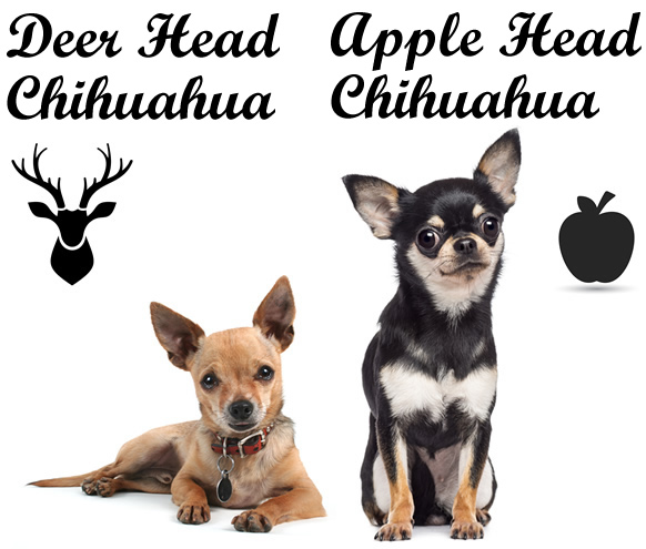 deerhead-vs-applehead-chihuahua.jpg