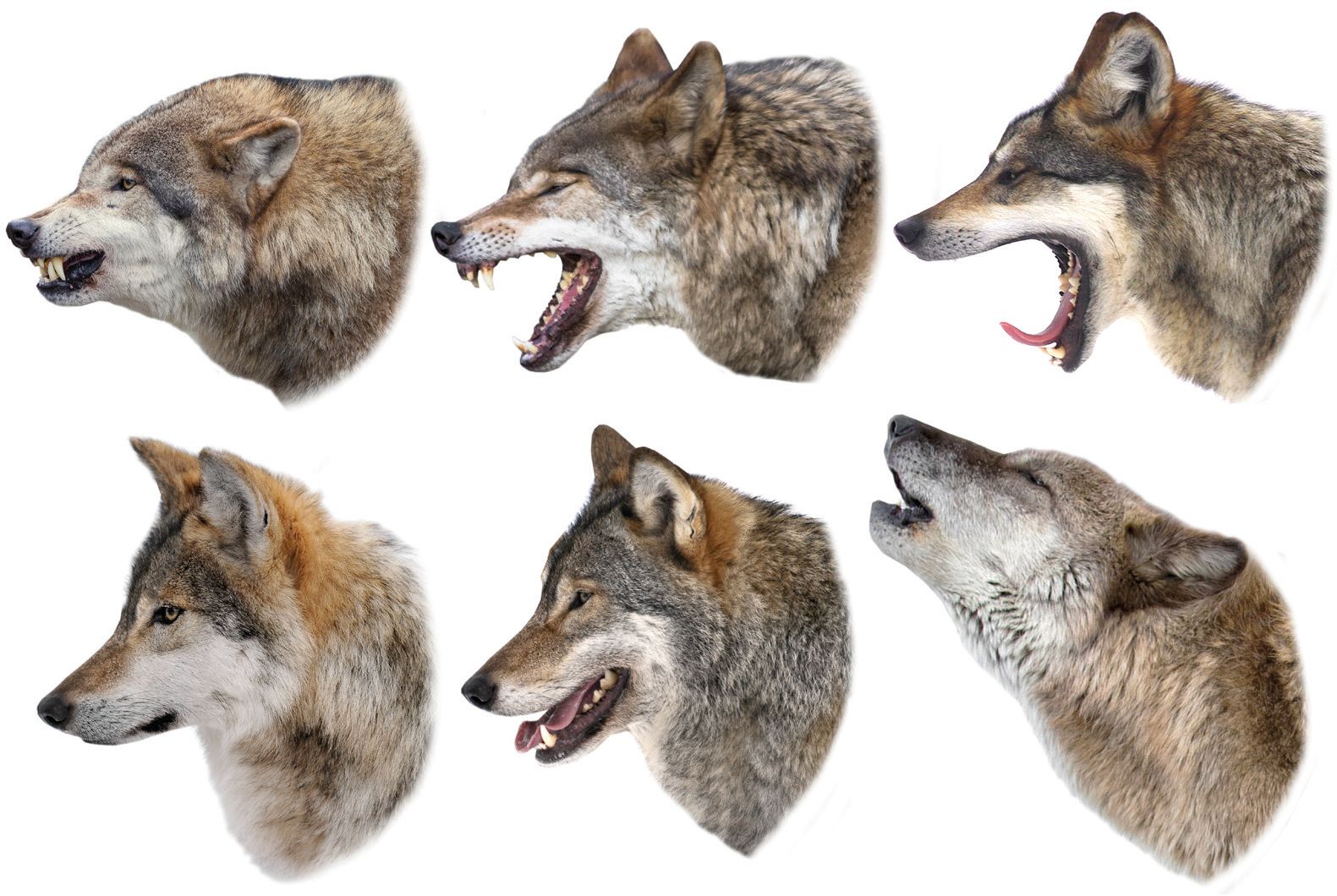 Different facial expressions in Wolf.jpg