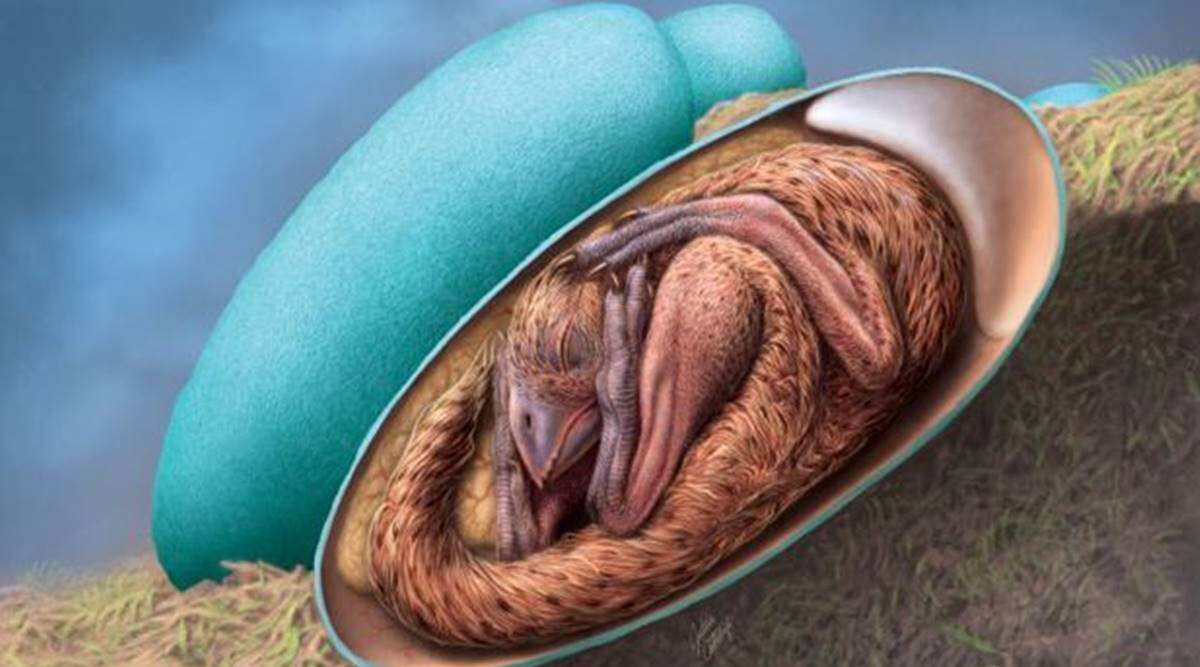 dinosaur-egg-and-embryo.jpg