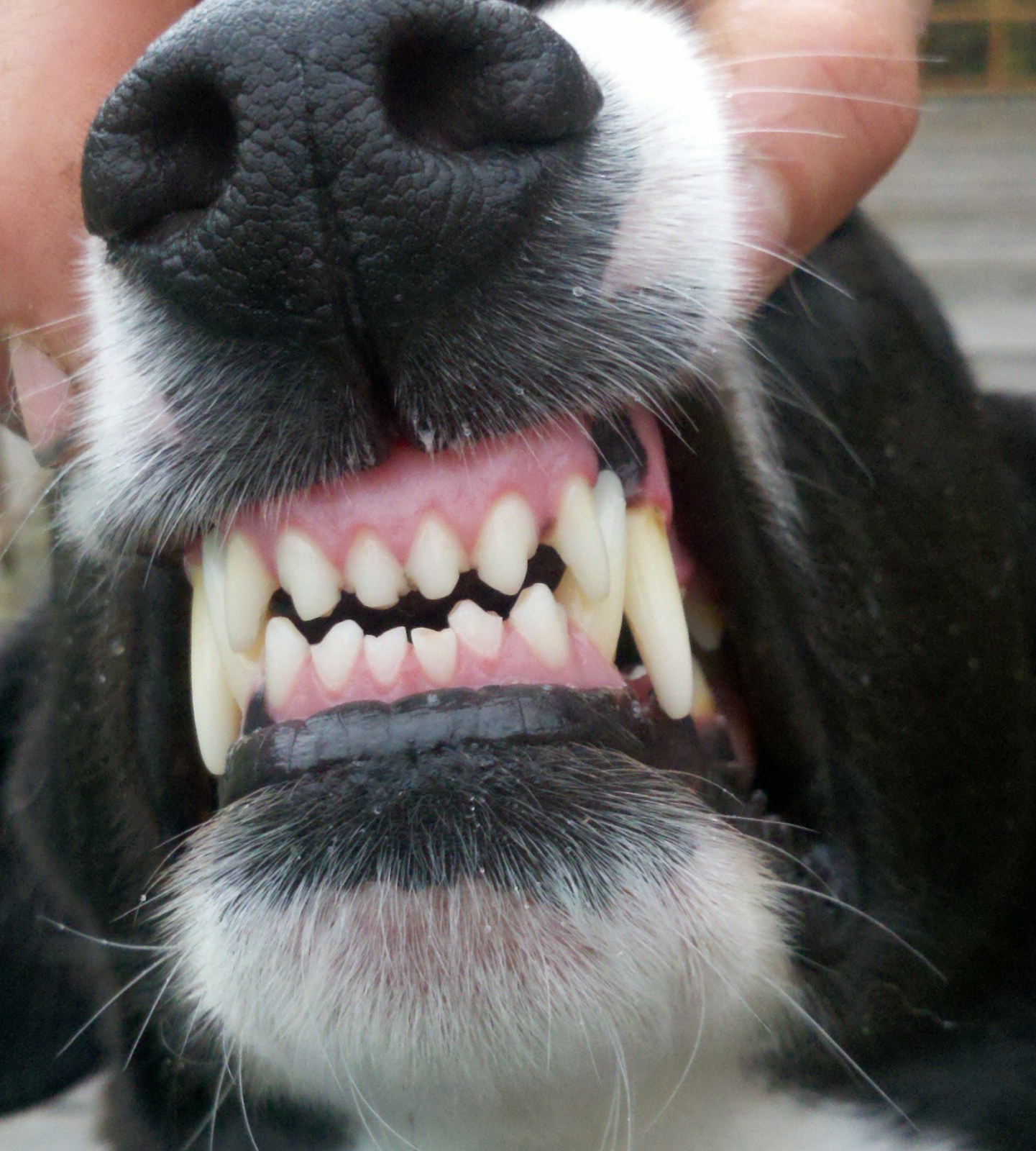 Dog teeth.jpg