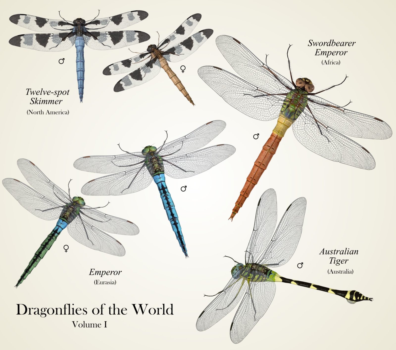 Dragonfliesv1.jpg
