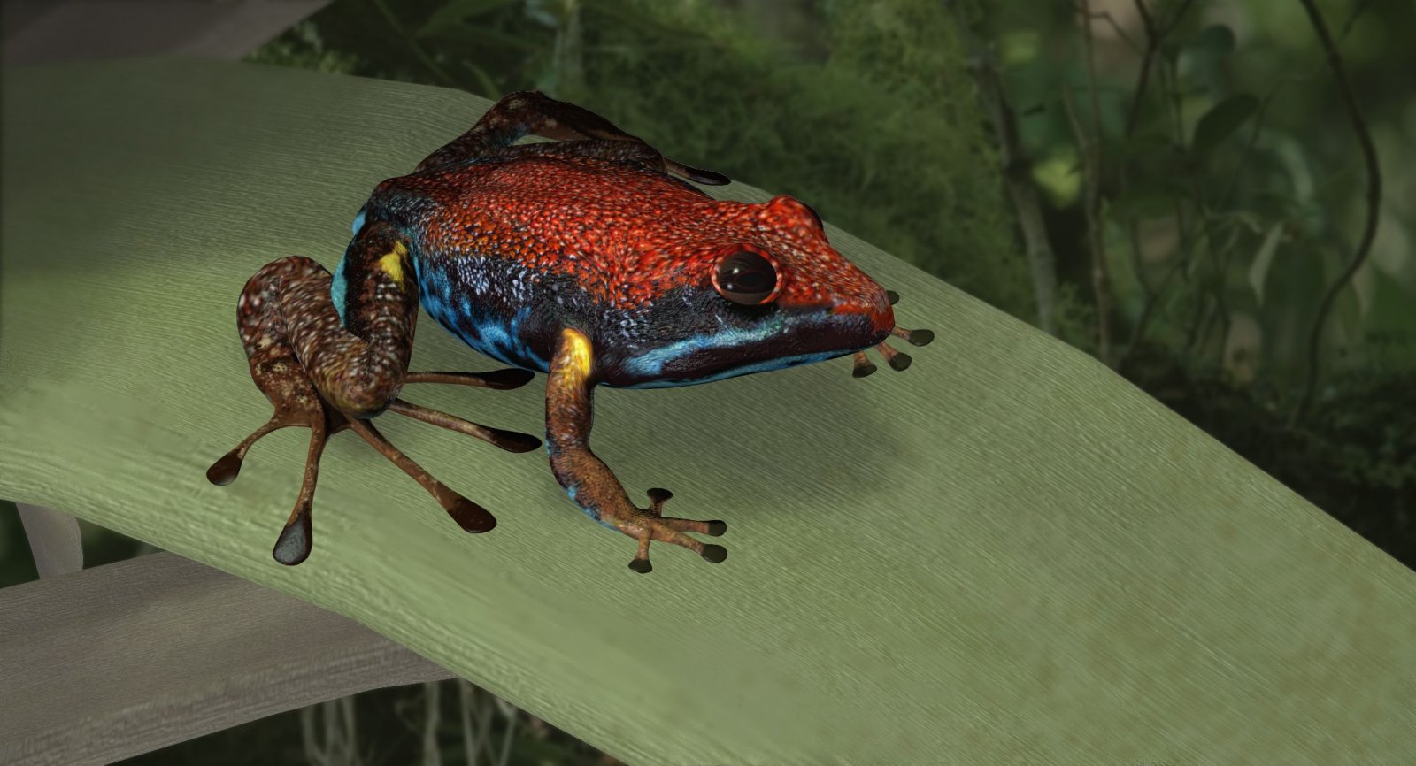 EcuadorPDFrog.jpg