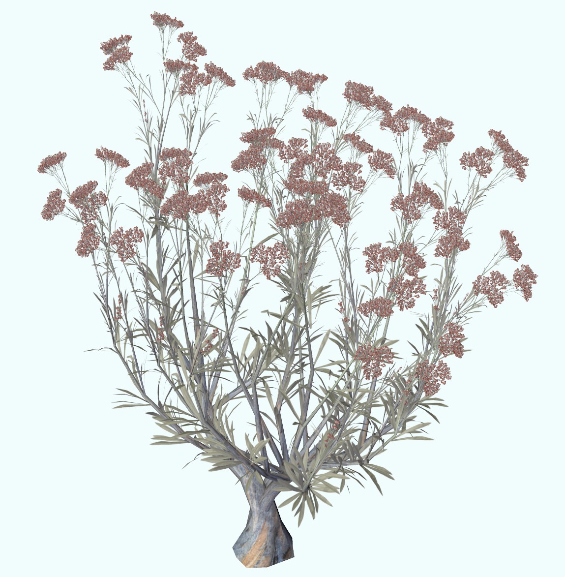 Eriogonum arborscens.jpg
