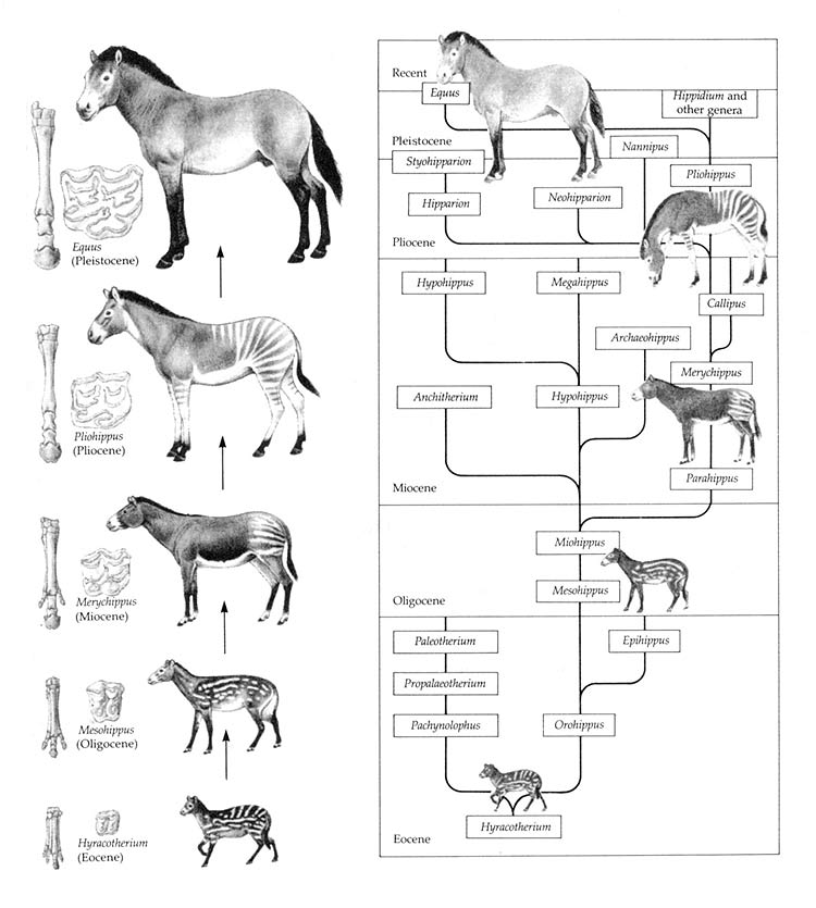 evolution_of_the_horse2.jpg