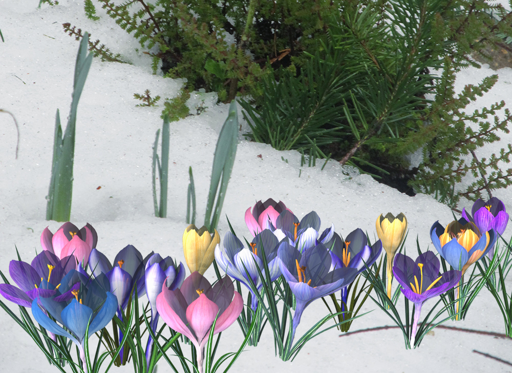 flowers-in-the-snow.JPG