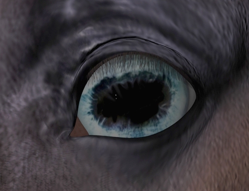 Foal Eye New Texture.jpg