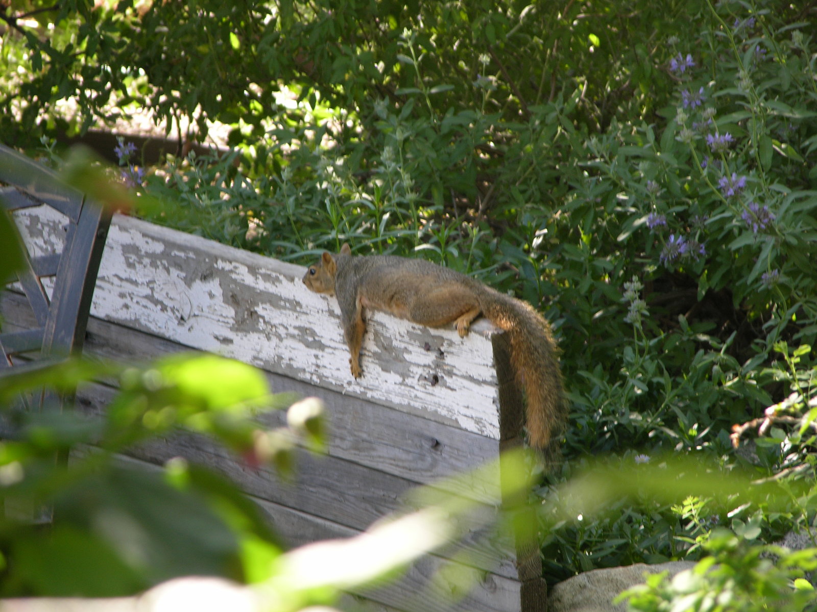 Fox Squirrel-Flat1.JPG