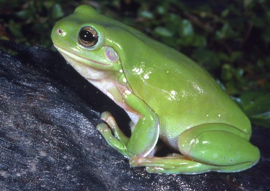 frog caerulea_big.jpg