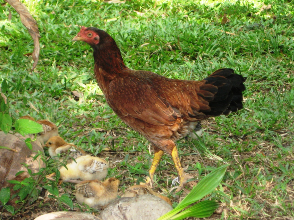 Gallus gallus domesticus The_Malay_(chicken)_female small.jpg