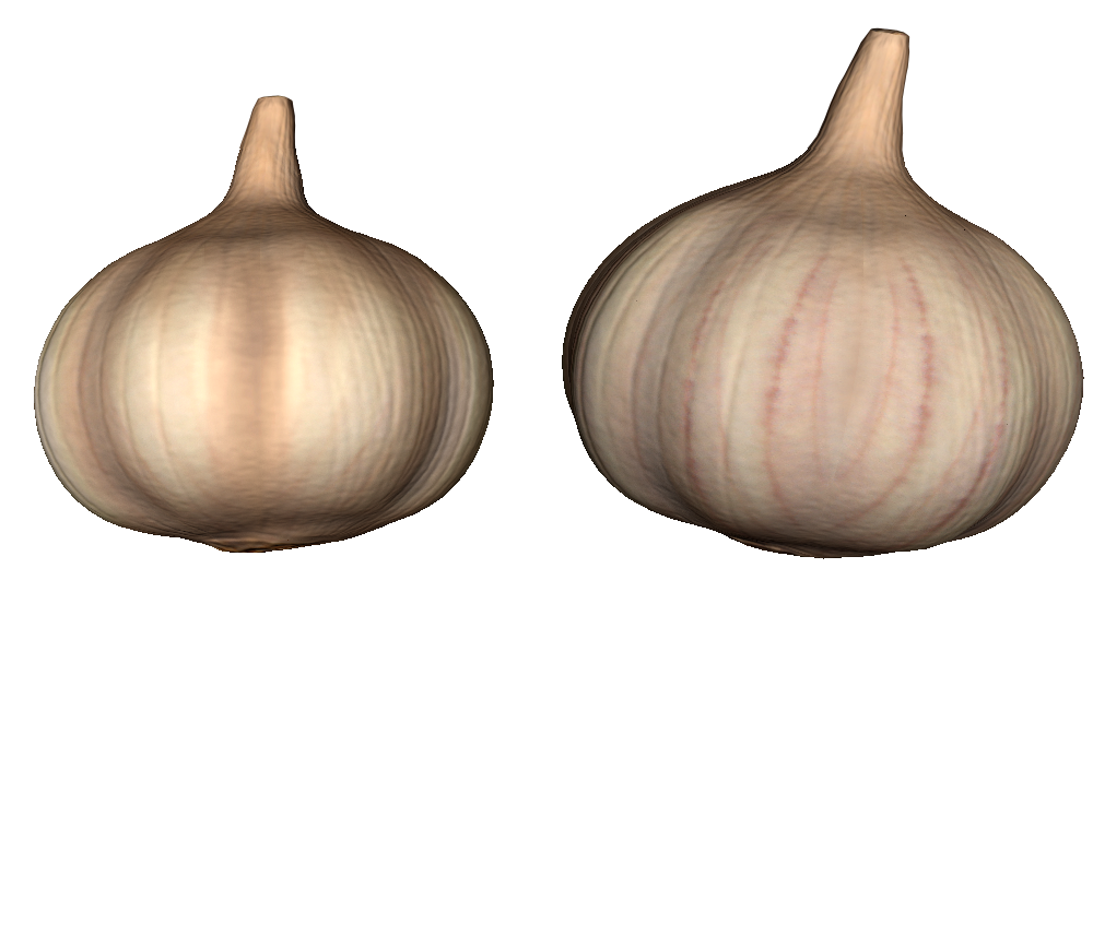 Garlic 4.png