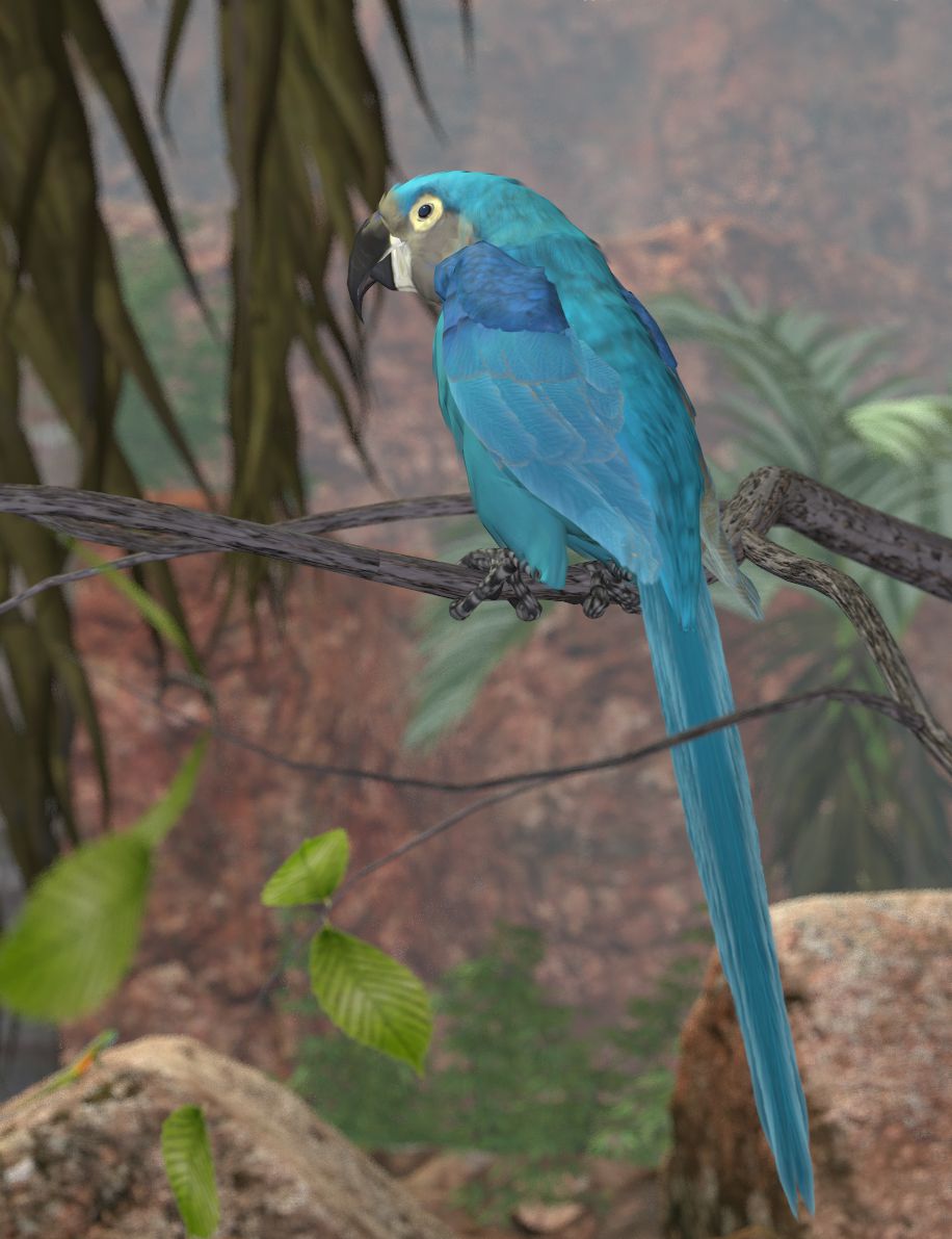 Glaucous Macaw2.jpg