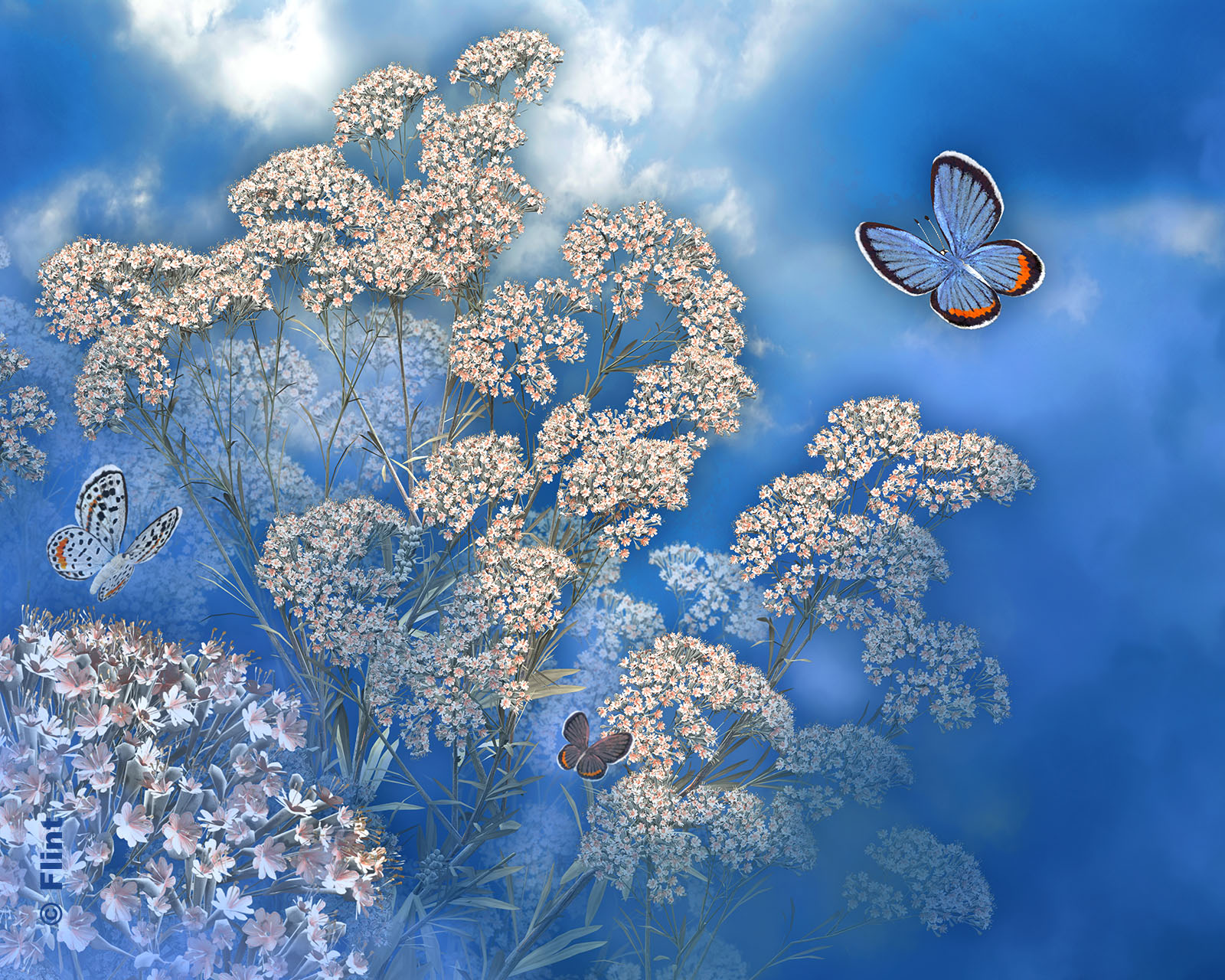 Gossamer Dream.jpg