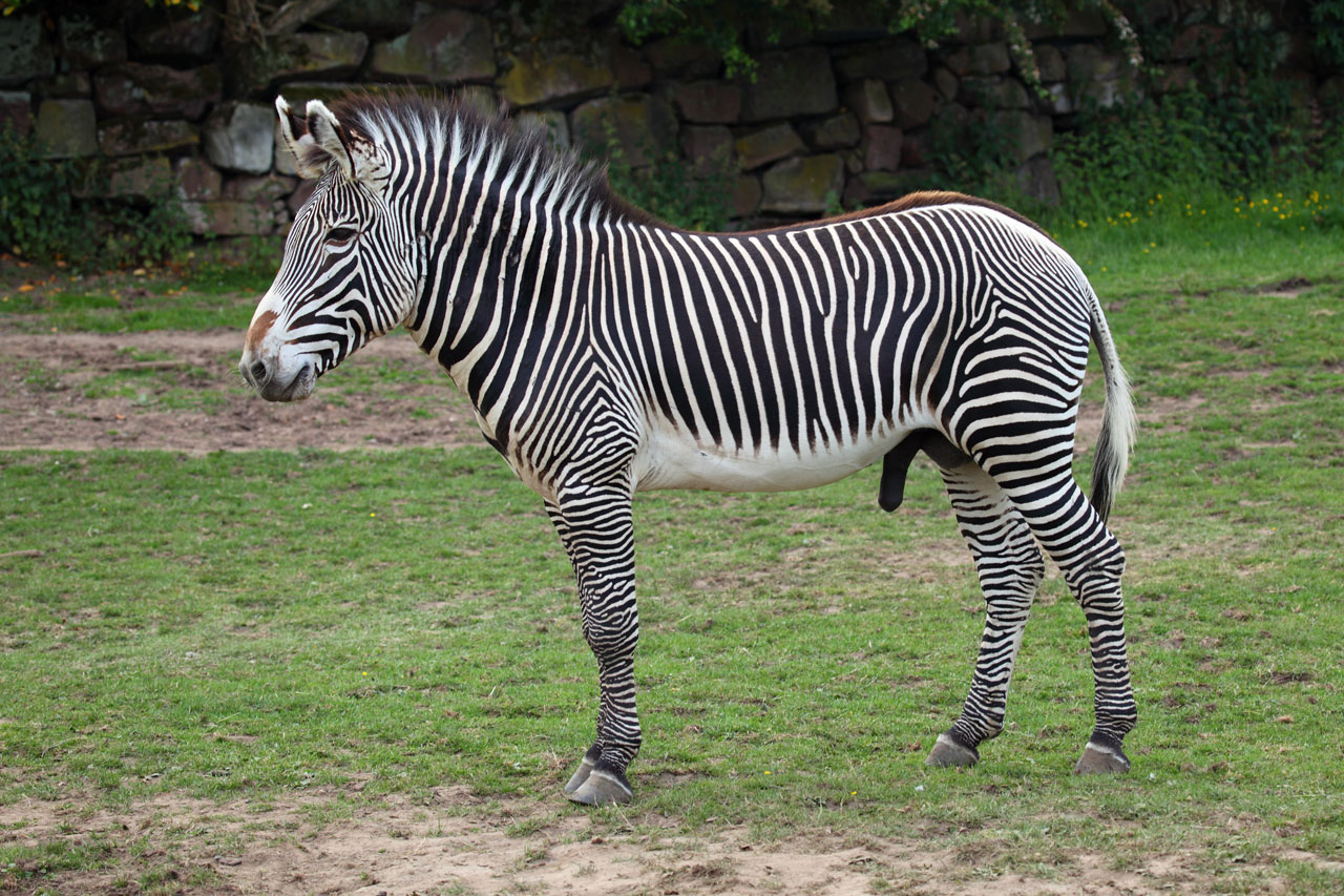 Grévy's zebra 1-1275995721gA70.jpg