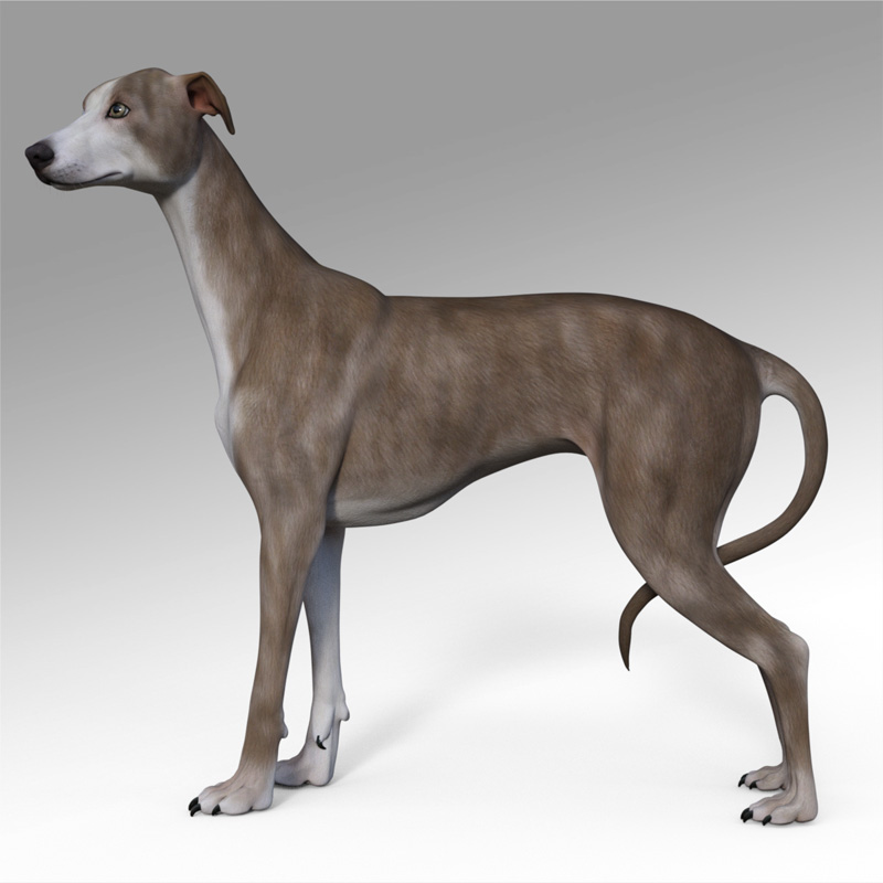 GreyhoundWIP.jpg